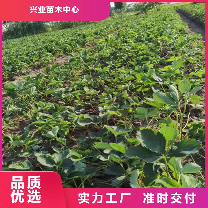 宝交草莓苗