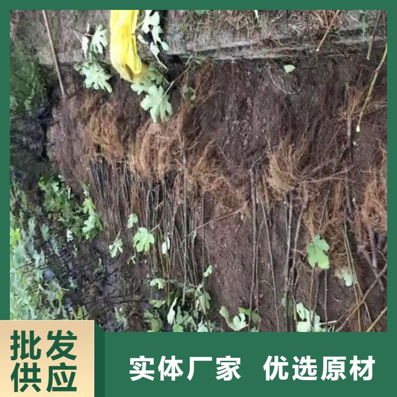 大青皮无花果苗