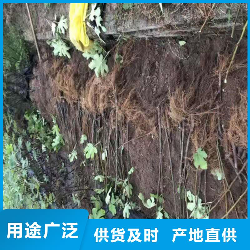 无花果-玉露香梨苗产品参数