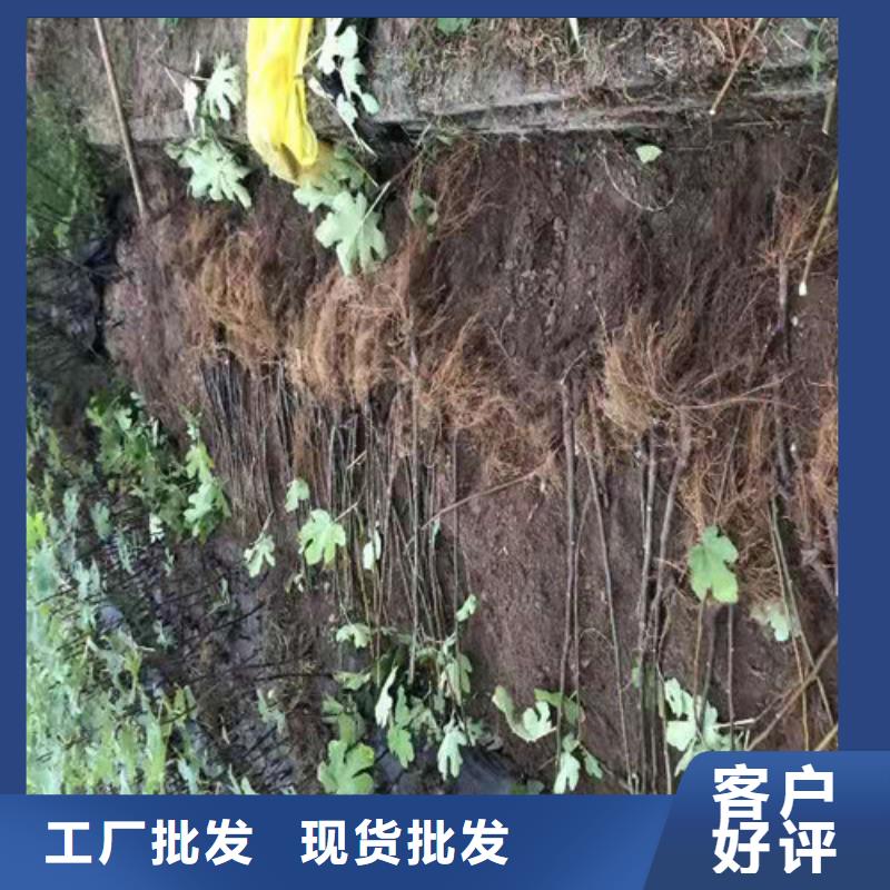 青花无花果树苗种植技术