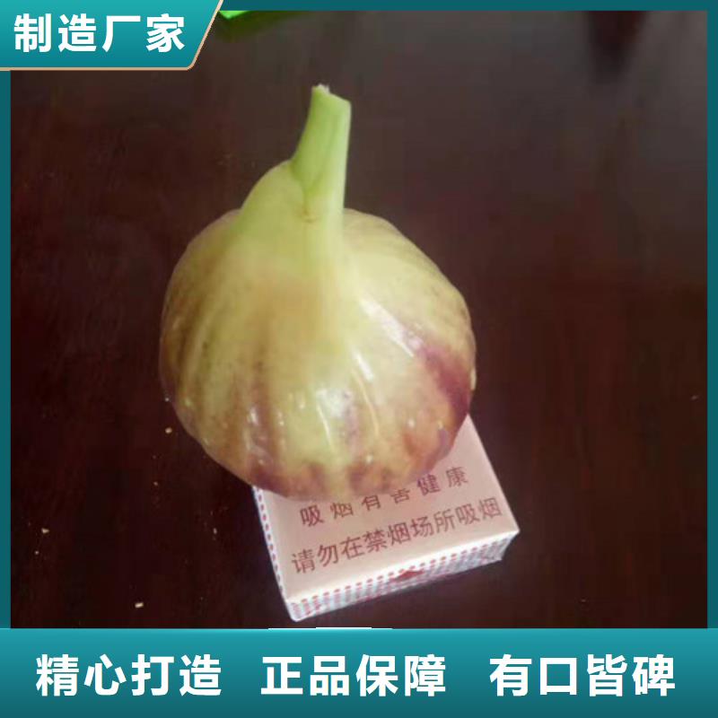 波姬红无花果苗基地图片