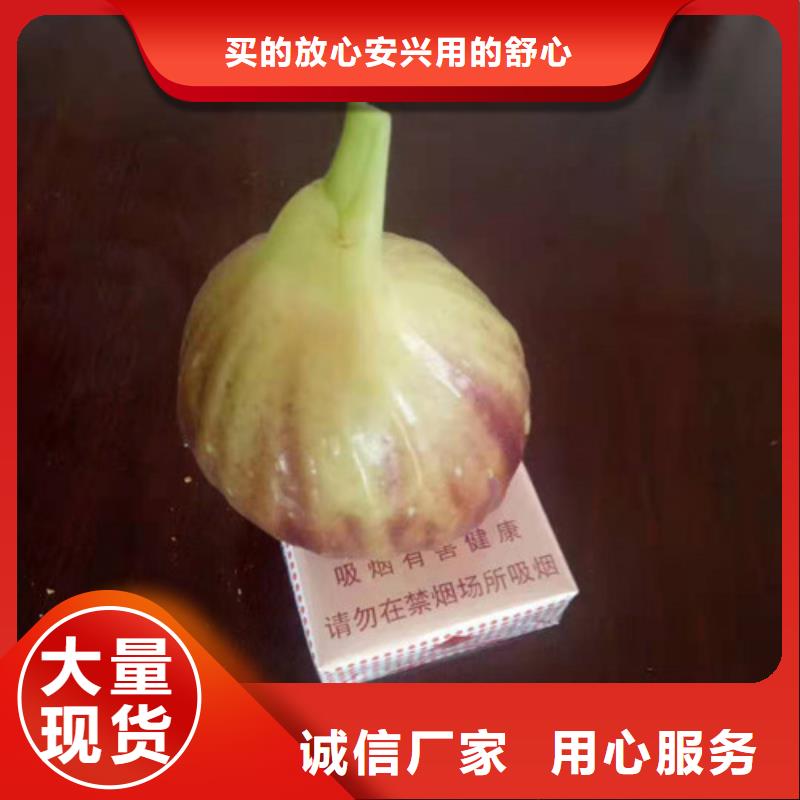 无花果辣椒苗品质卓越