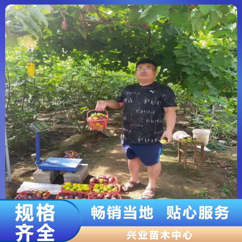 无花果_蓝莓苗细节决定成败