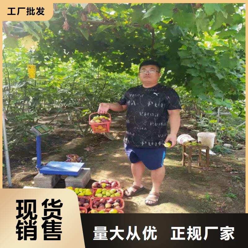 华丽无花果苗品种