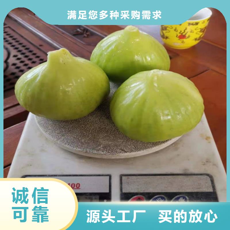 斯特拉无花果树