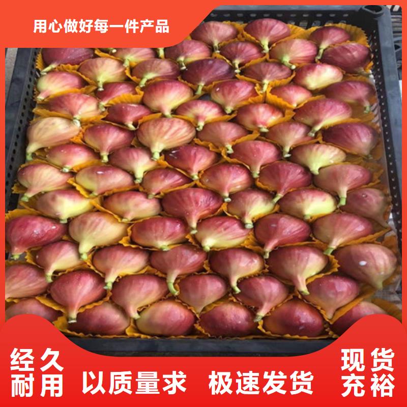 芭劳奈无花果树苗