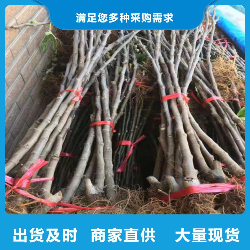 大青皮无花果树苗