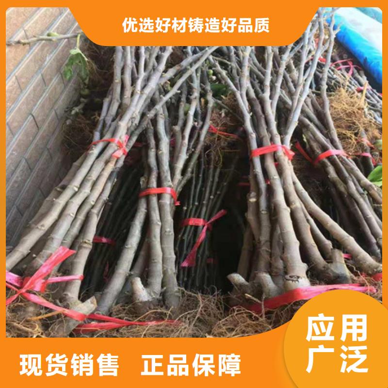 早黄无花果树苗