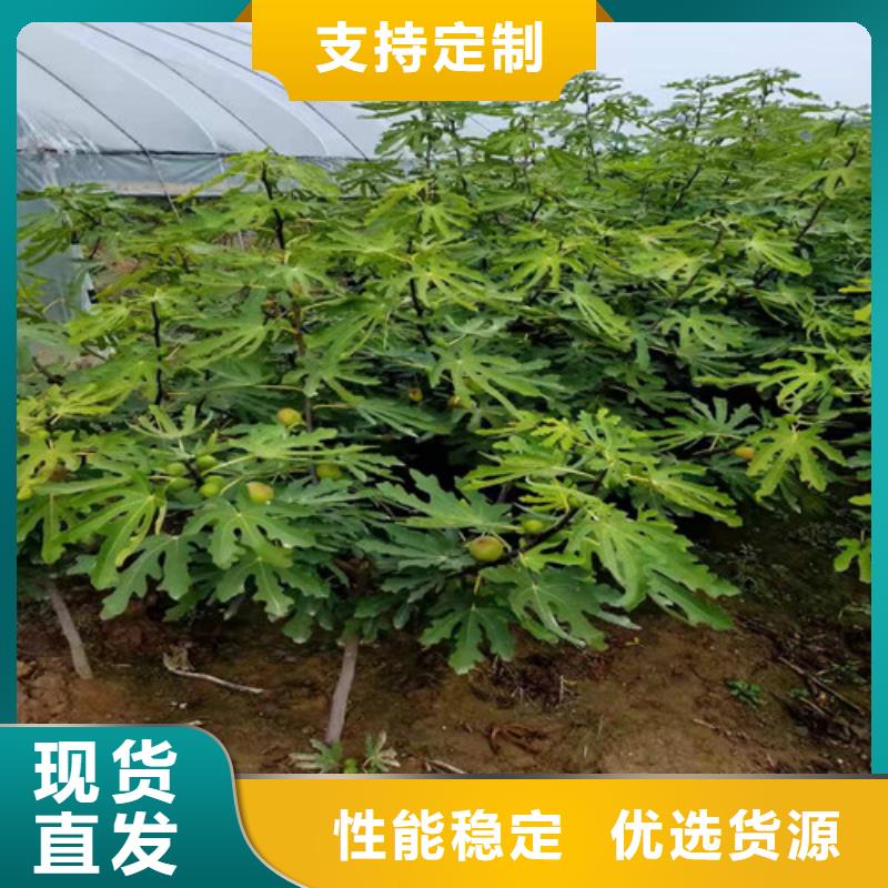 金傲芬无花果苗产地