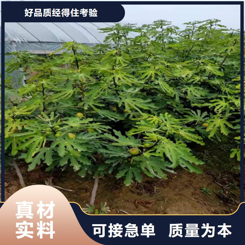 芭劳奈无花果树求购