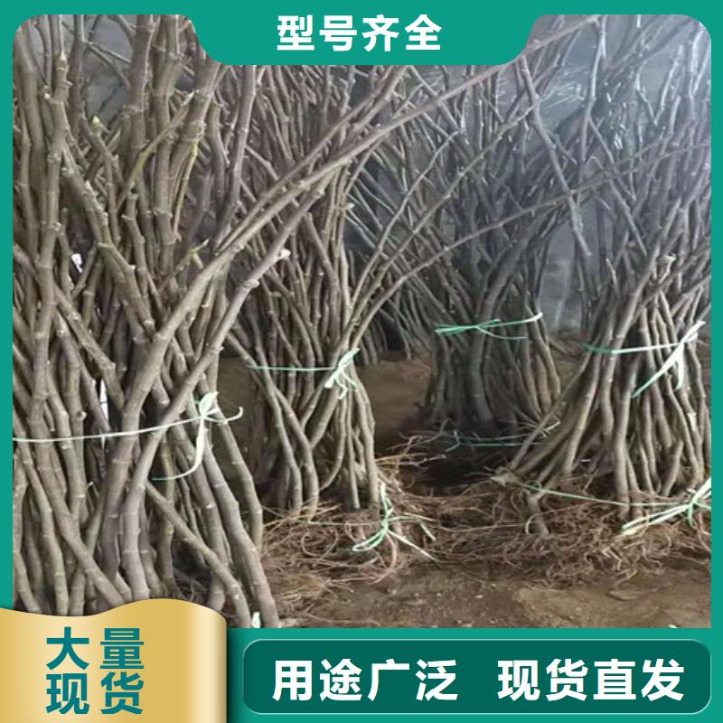 大青皮无花果苗