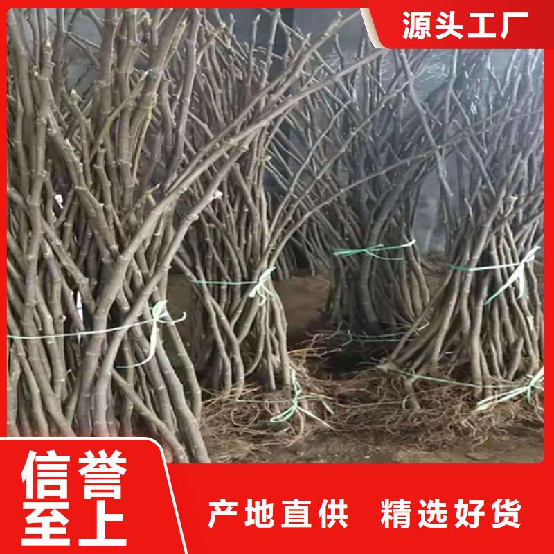 斯特拉无花果苗