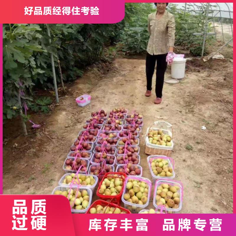 无花果1公分杏树苗N年专注