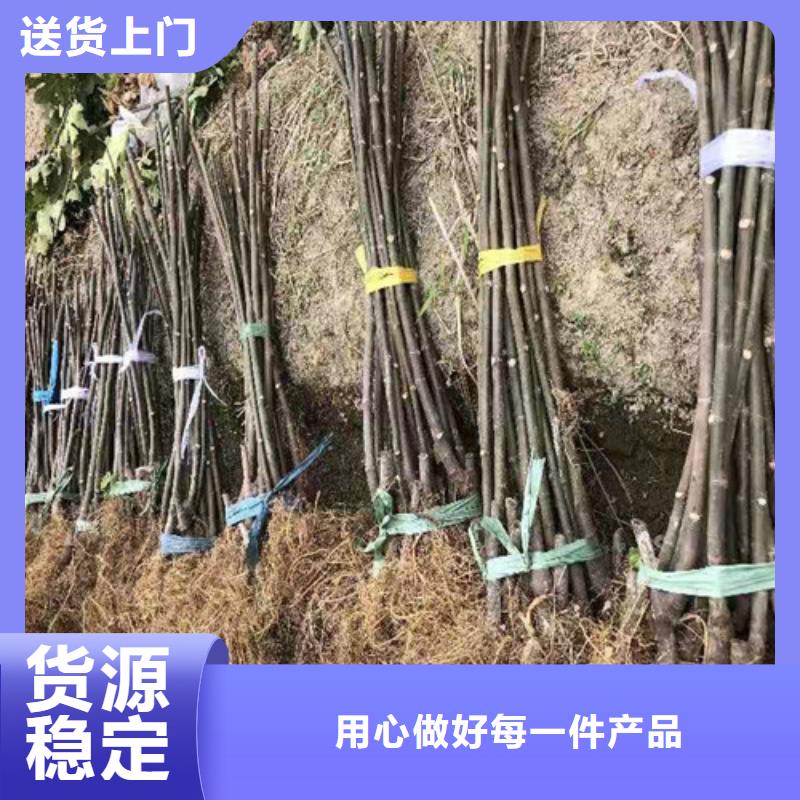 无花果_蓝莓苗细节决定成败