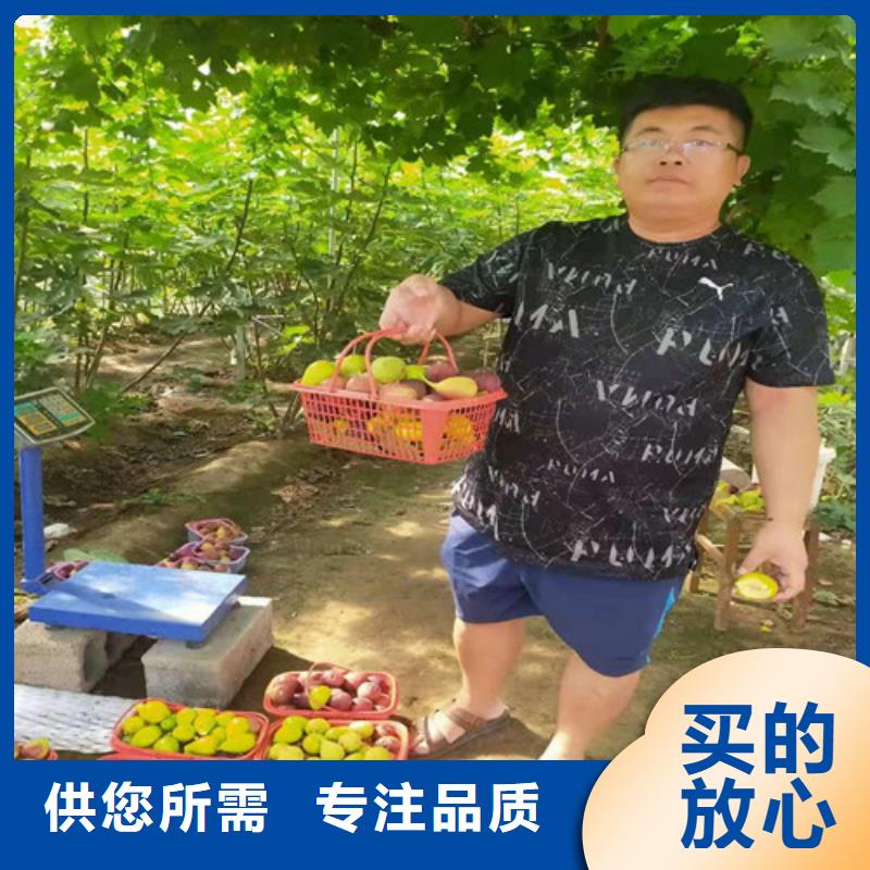 布兰瑞克无花果树苗