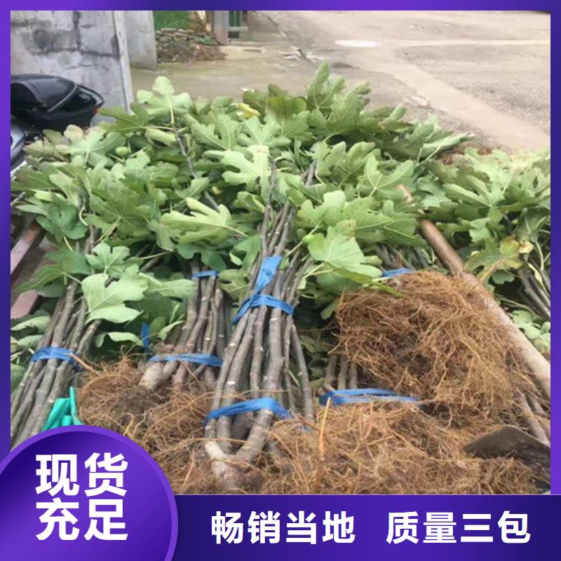 布兰瑞克无花果苗种植基地