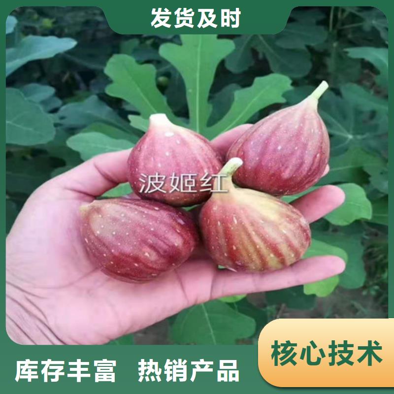 大青皮无花果苗