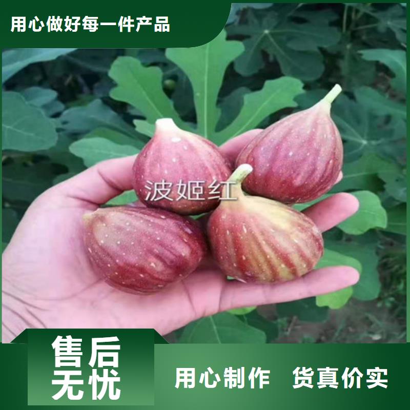芭劳奈无花果树求购