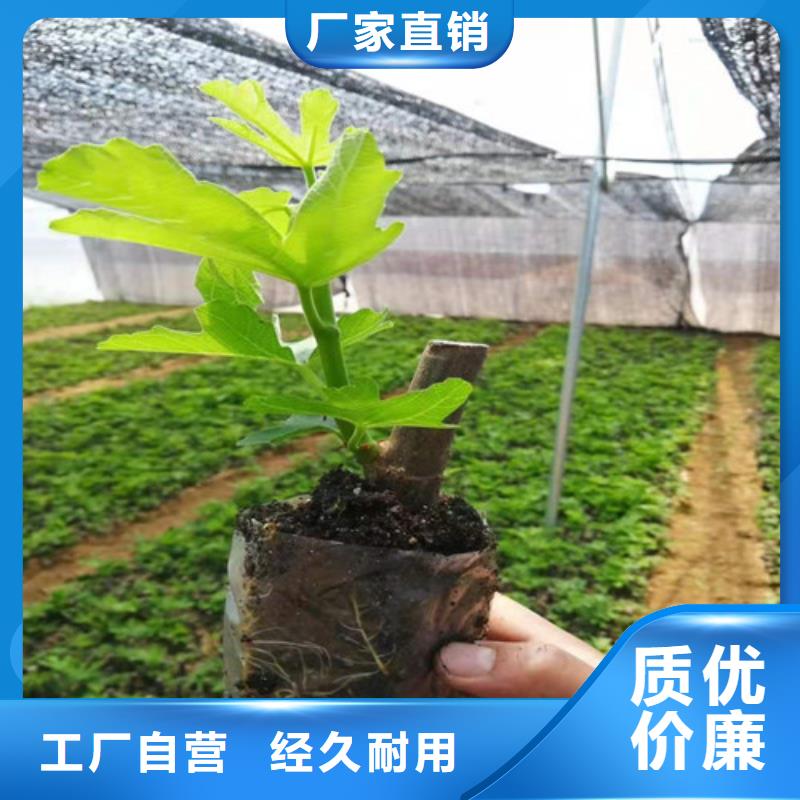 波姬红无花果苗基地图片