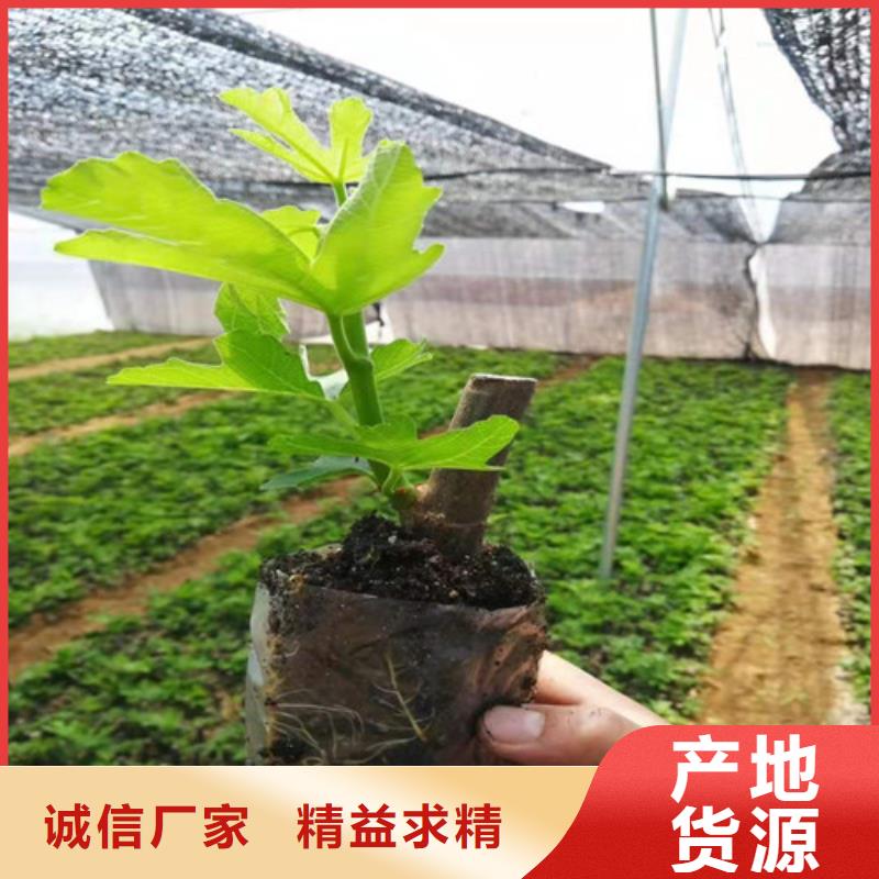 芭劳奈无花果树苗