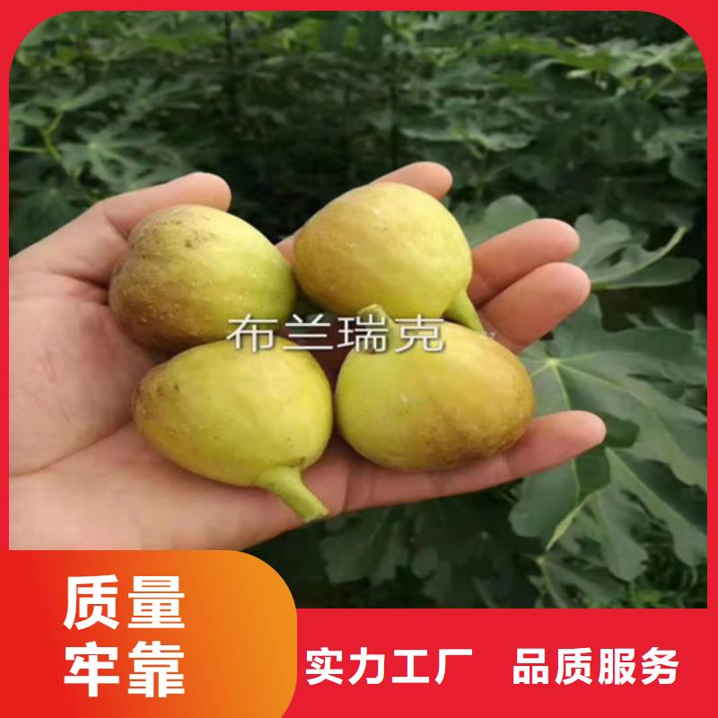 芭劳奈无花果树求购