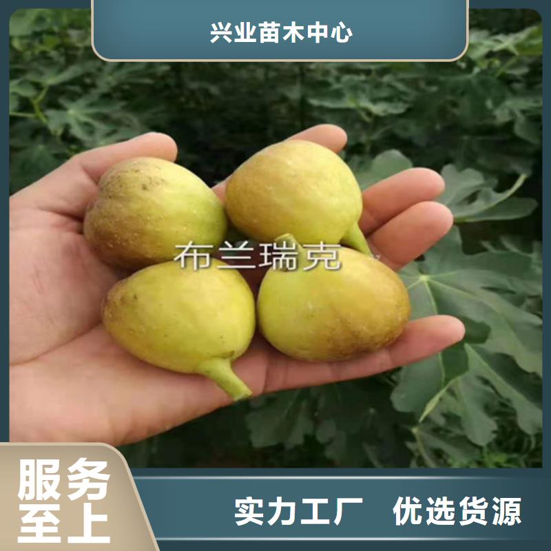 大青皮无花果苗