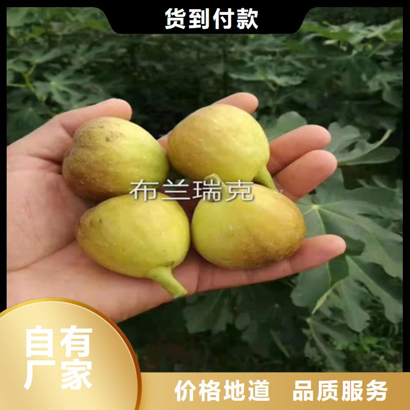 青皮无花果苗