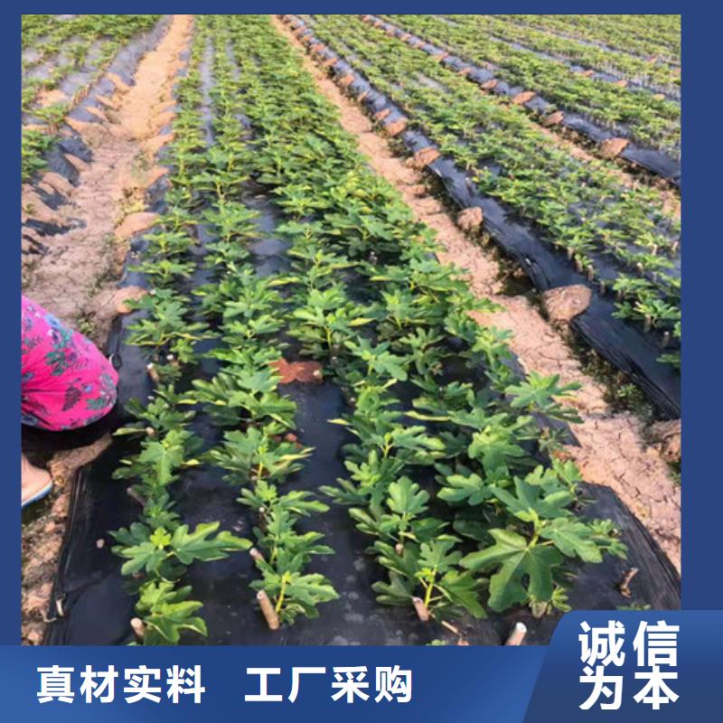 无花果,软枣猕猴桃苗物流配送