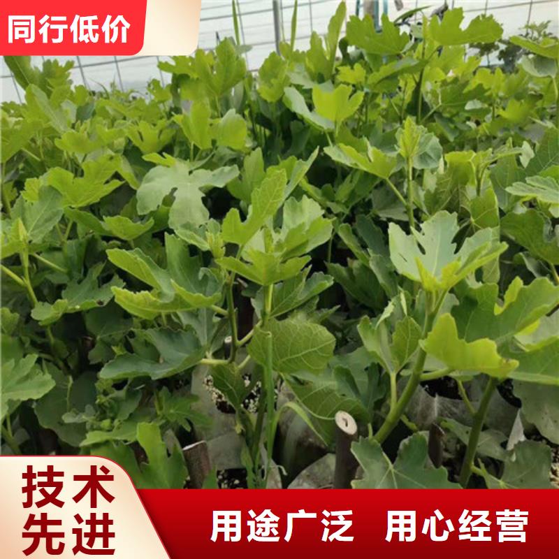 无花果_蓝莓苗细节决定成败