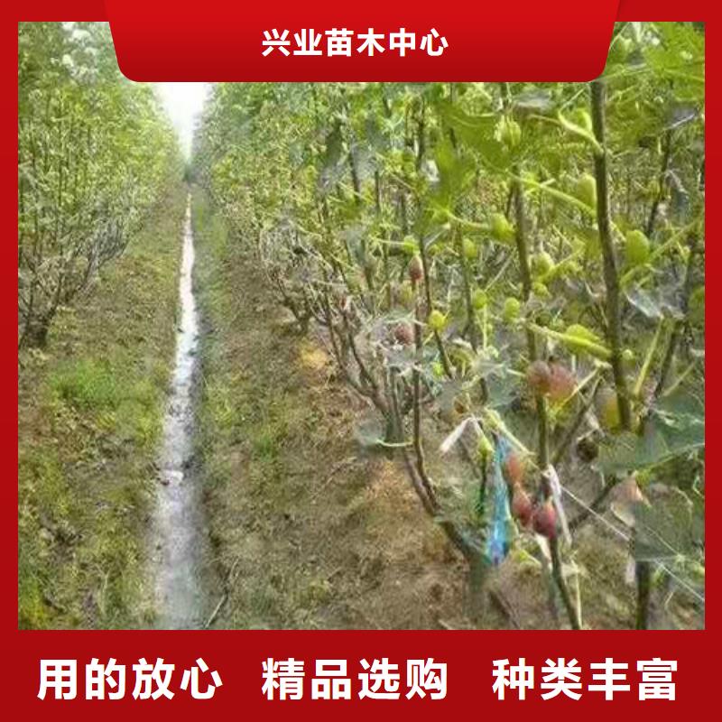 无花果1公分杏树苗N年专注