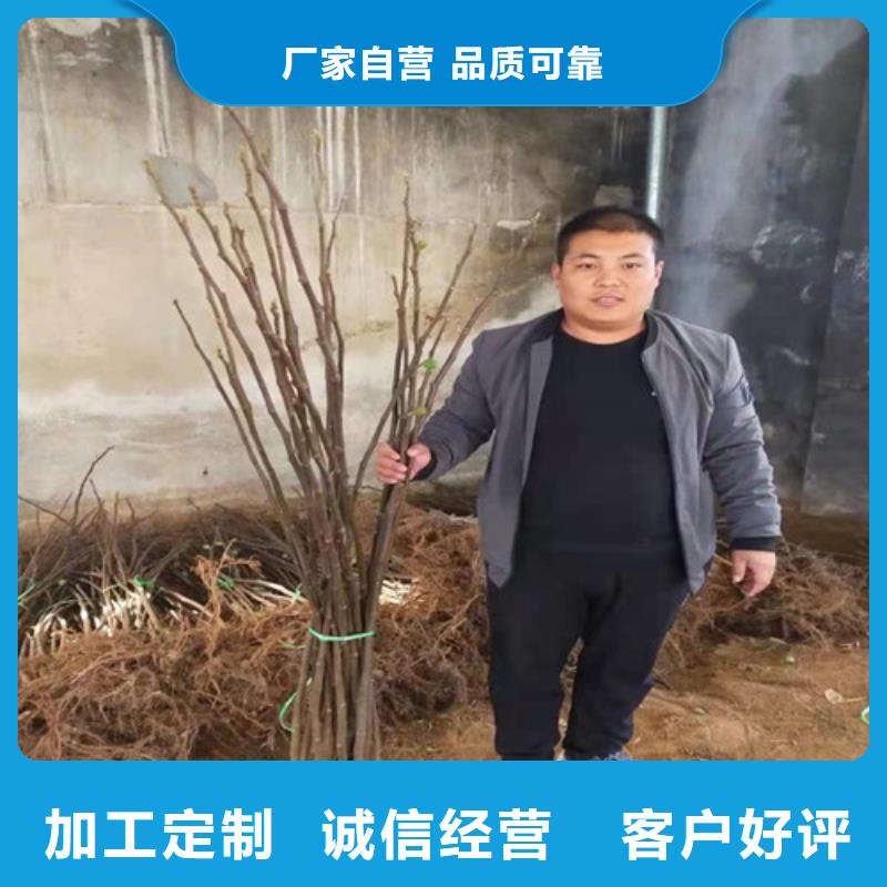 无花果_蓝莓苗细节决定成败