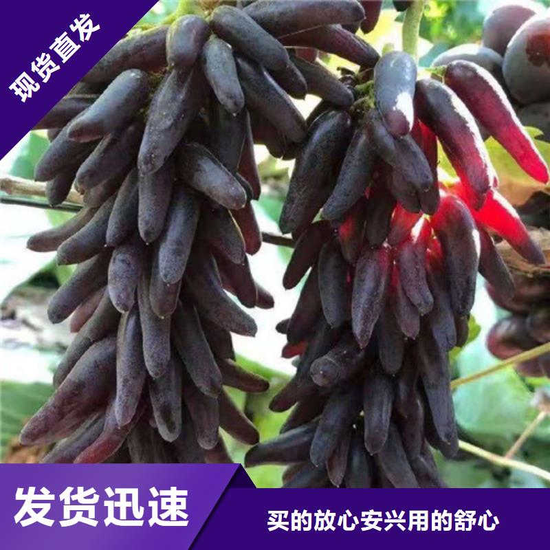 葡萄苹果苗粘木精品选购
