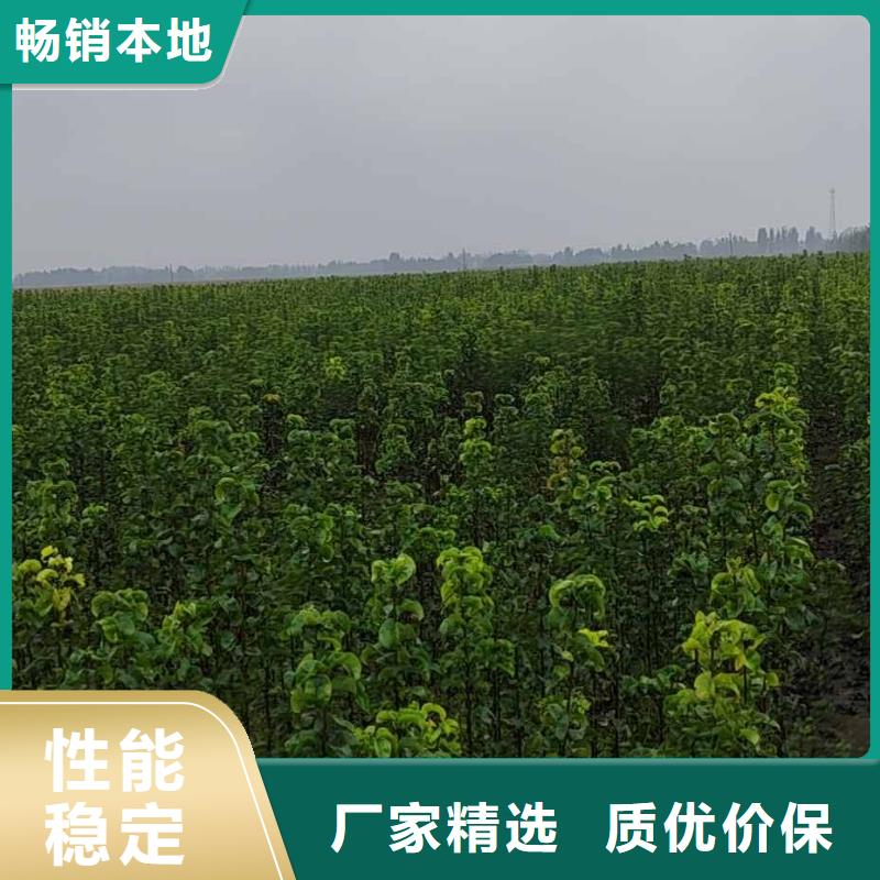 梨皇冠梨树苗服务至上
