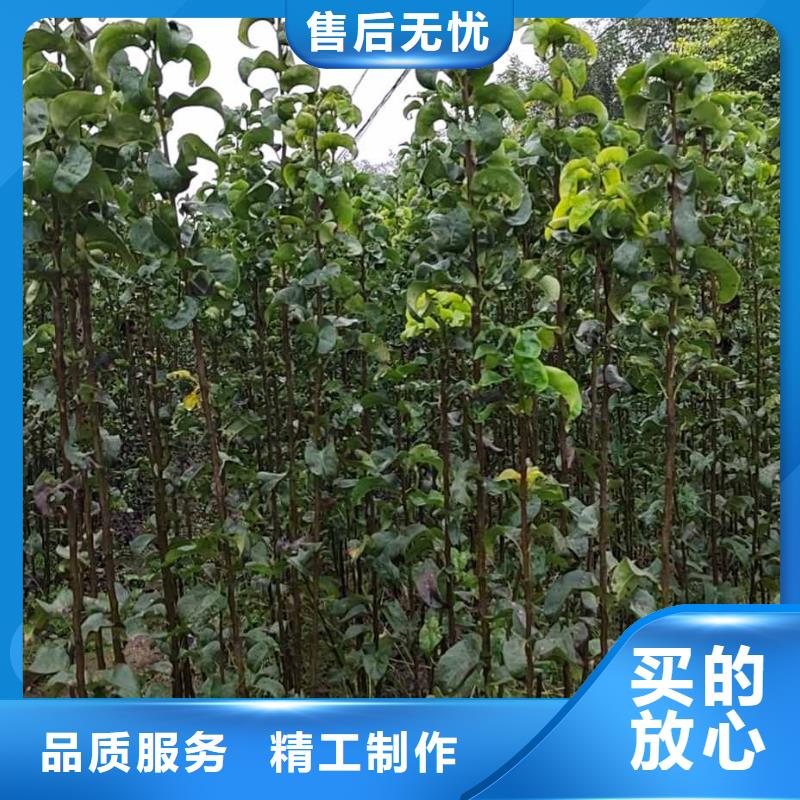 梨毛桃苗高品质诚信厂家