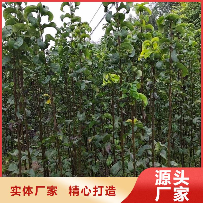 梨毛桃苗质量层层把关