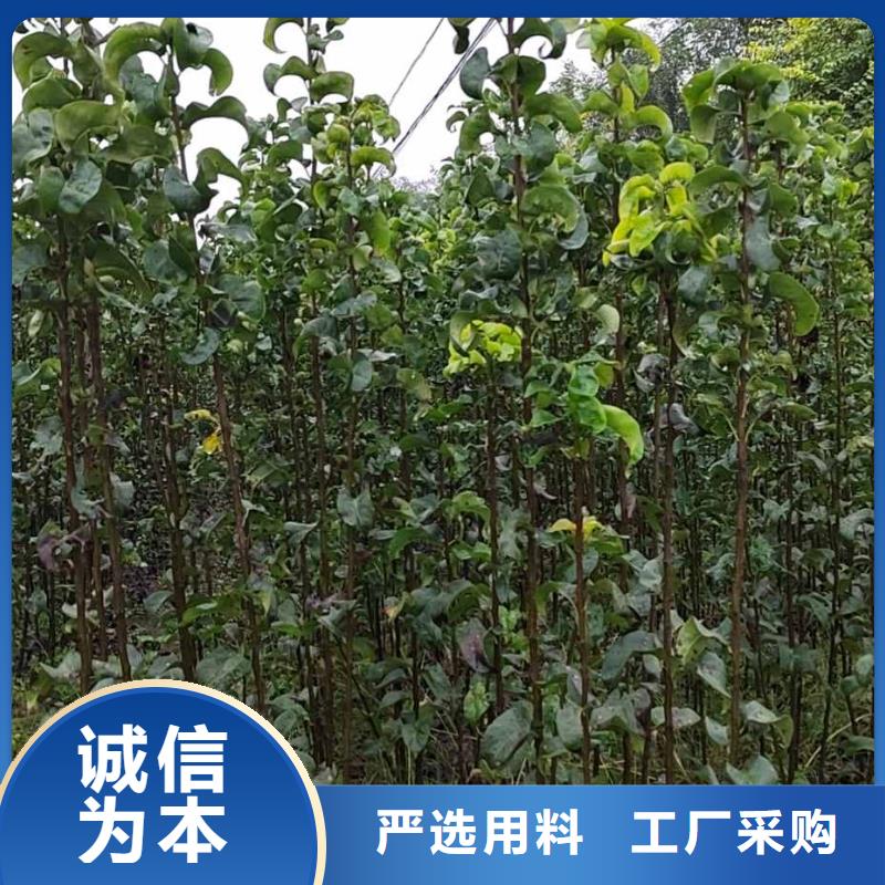 秋月梨种植苗资讯