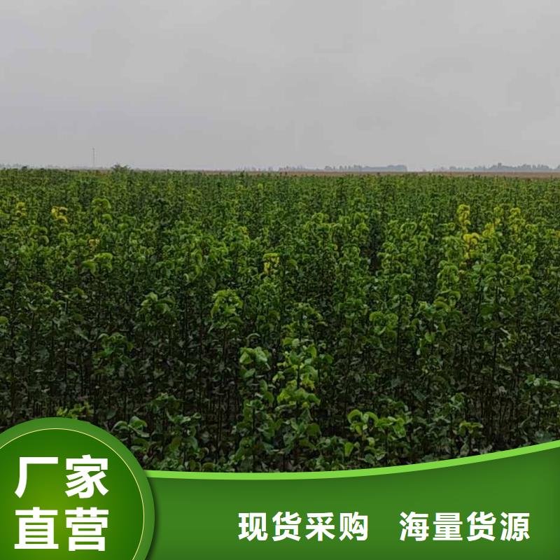 秋月梨种植苗基地