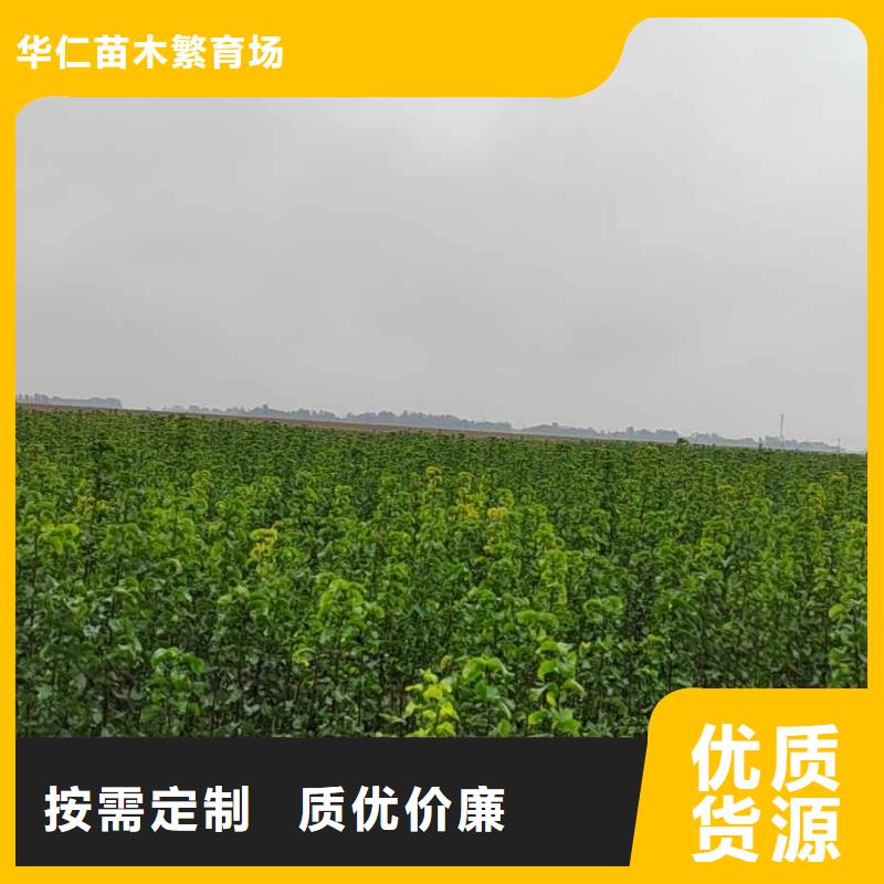 秋月梨苗一亩地种植利润