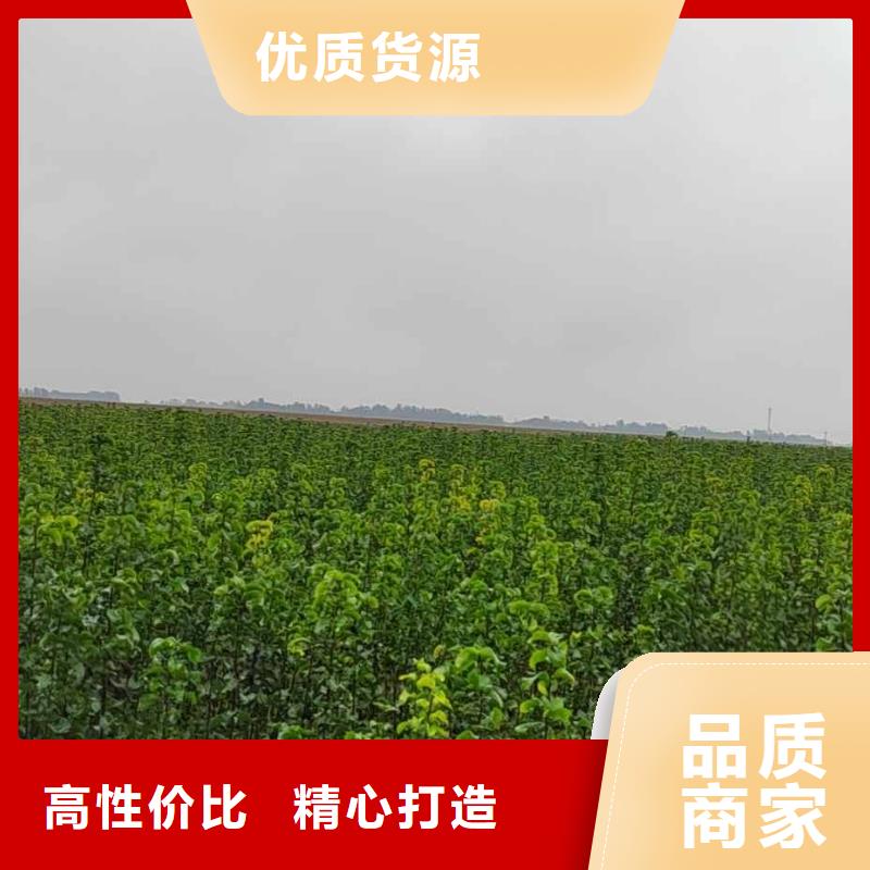 秋月梨苗种植技术
