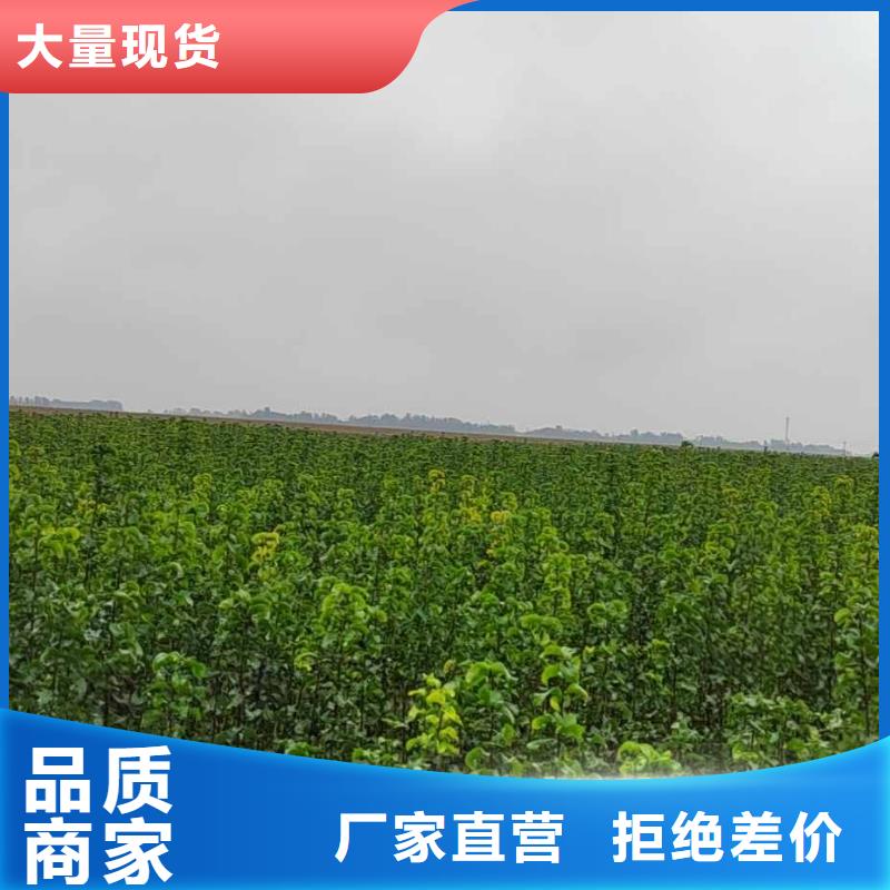 梨_奥红一号梨苗厂家销售