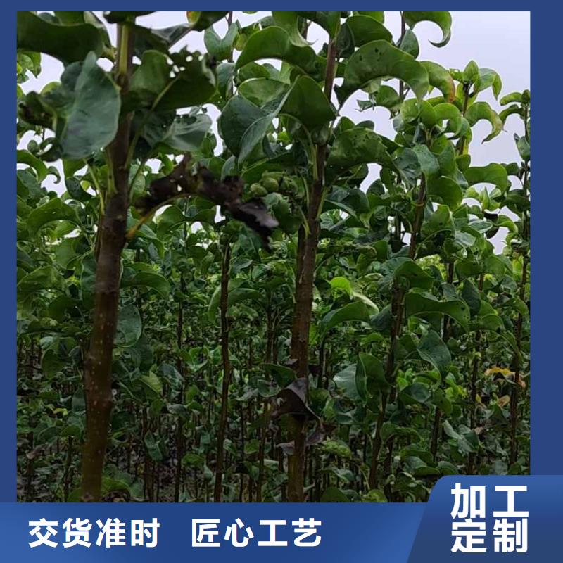 梨香酥梨树苗拥有多家成功案例