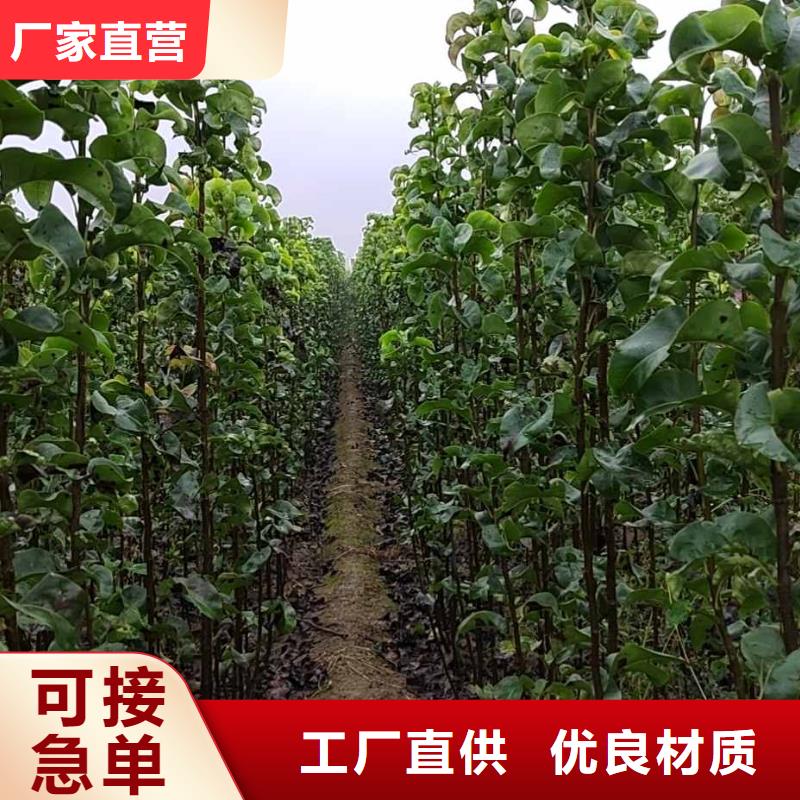 梨皇冠梨树苗服务至上