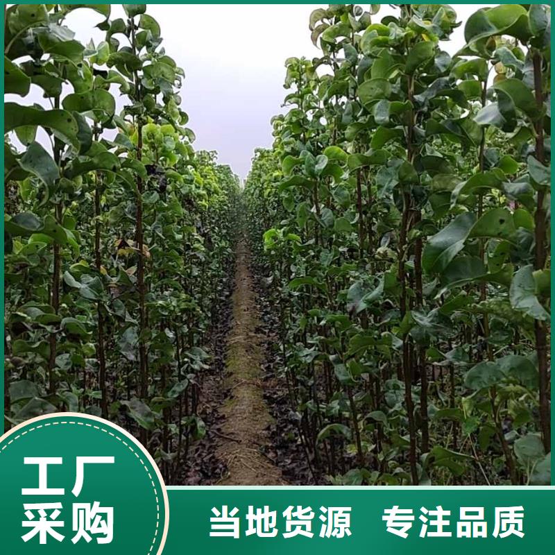 梨-梨树苗基地厂家经验丰富