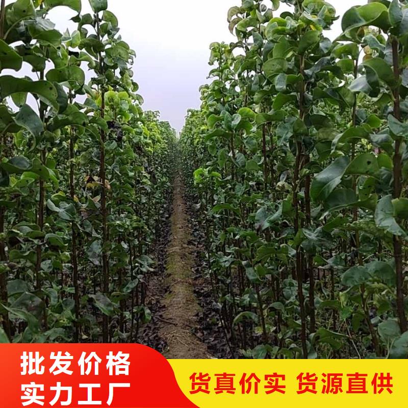 秋月梨树苗原产地