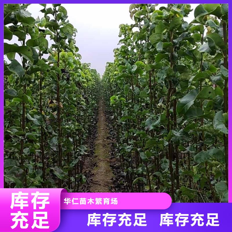 梨毛桃苗一对一为您服务