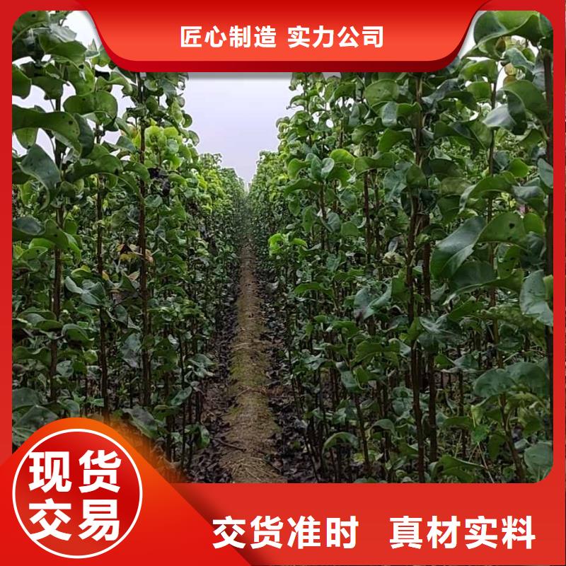 秋月梨树苗求购