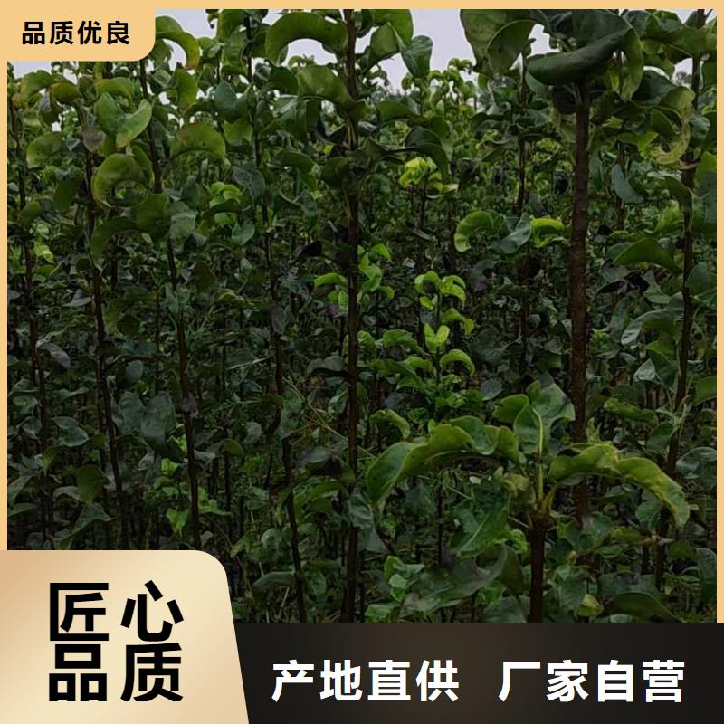 秋月梨树苗图片