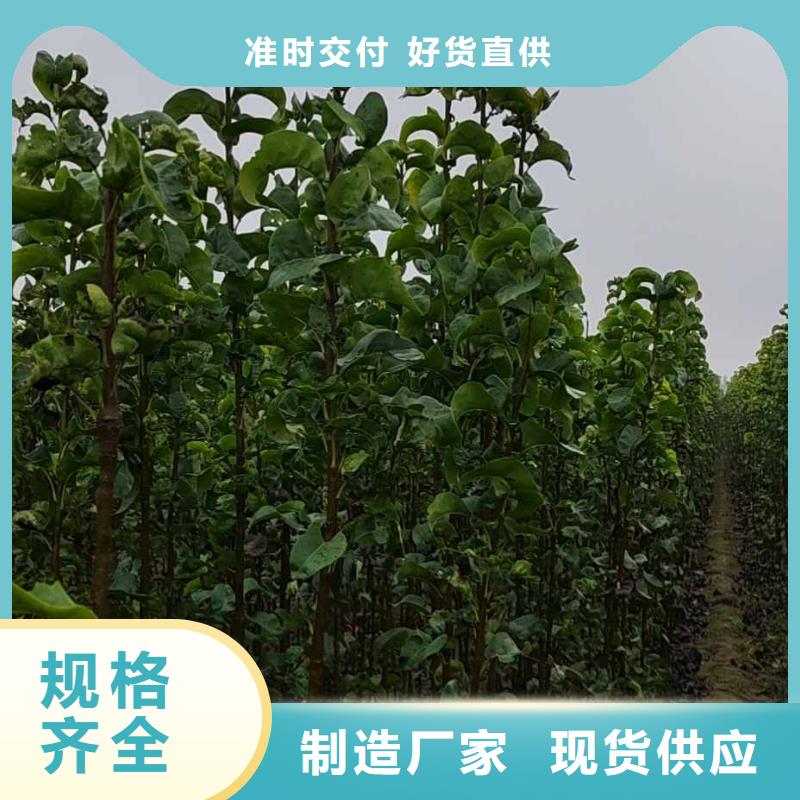 秋月梨树苗哪里有卖的