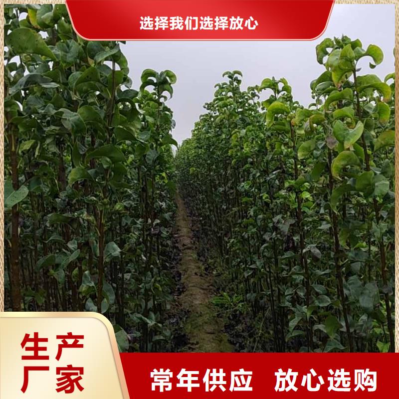 梨杜梨苗按需定做