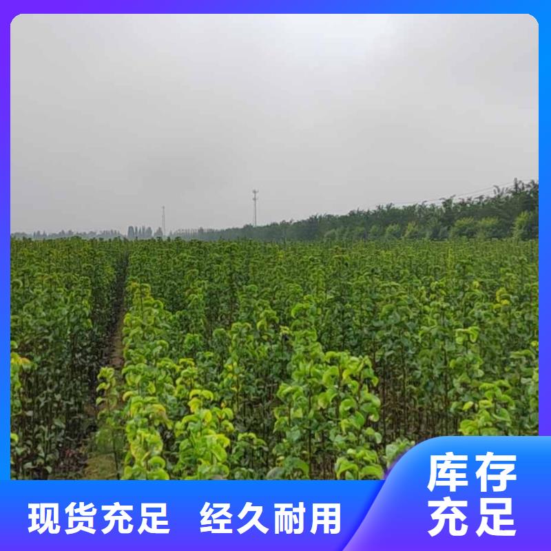 秋月梨树苗供应